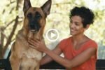 Animal-Training-Video-Marketing---Spokesperson-Video
